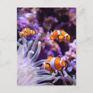 Ocellaris Clownfish   Amphiprion Ocellaris Postcard