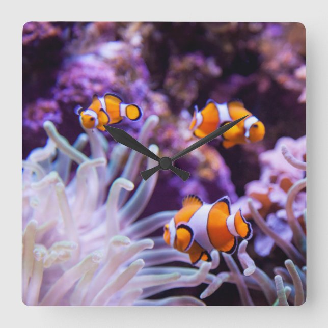 Ocellaris Clownfish | Amphiprion Ocellaris Square Wall Clock (Front)