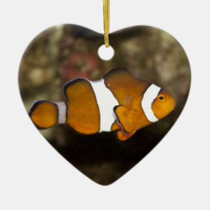 Ocellaris Clownfish Ceramic Tree Decoration