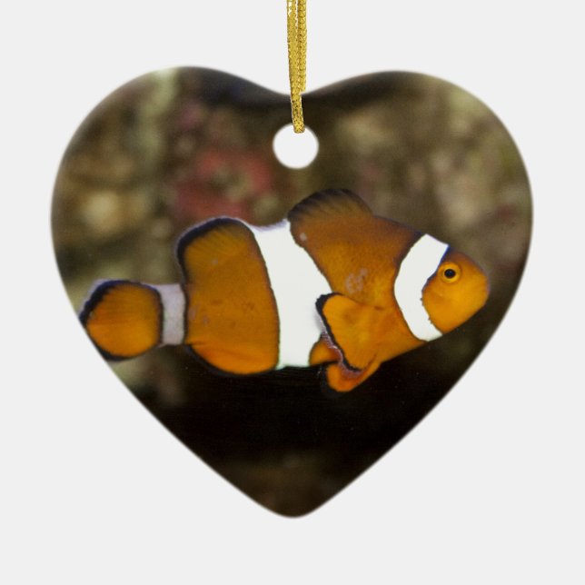 Ocellaris Clownfish Ceramic Tree Decoration (Front)