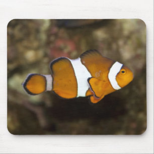 Ocellaris Clownfish Mouse Mat