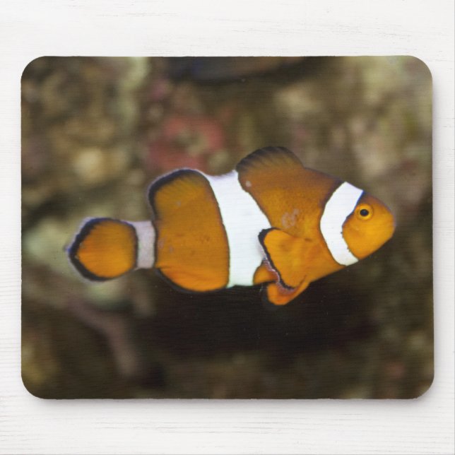 Ocellaris Clownfish Mouse Mat (Front)