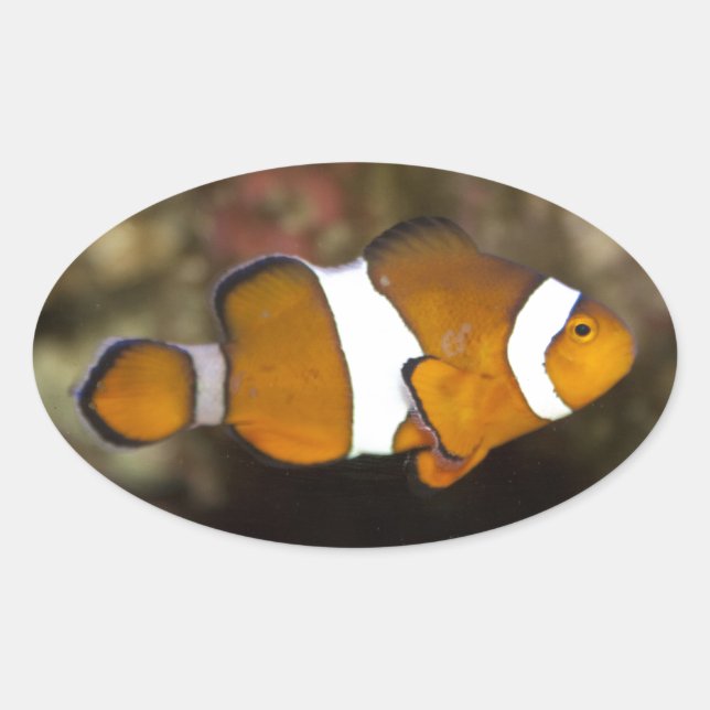 Ocellaris Clownfish Oval Sticker (Front)