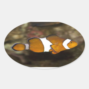 Ocellaris Clownfish Oval Sticker