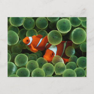 Ocellaris Clownfish Postcard