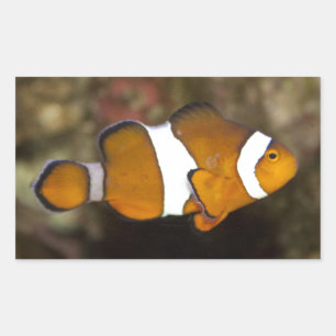 Ocellaris Clownfish Rectangular Sticker