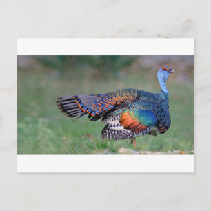 Ocellated Turkey in Guatemala Postcard