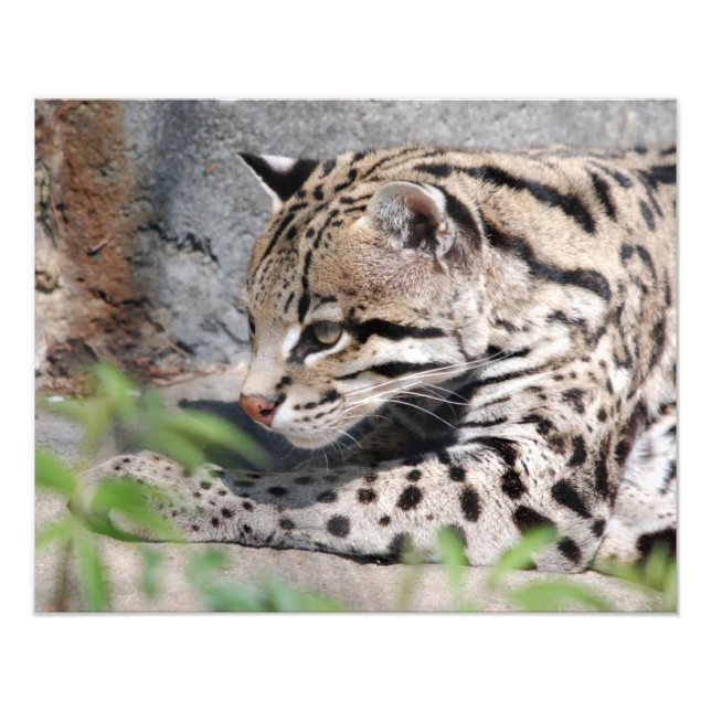 Ocelot Closeup Photo Print (Front)