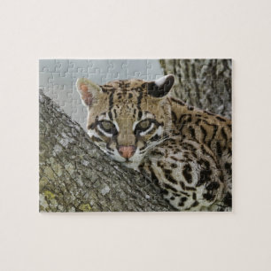 Ocelot, Felis pardalis, captive, female resting 2 Jigsaw Puzzle