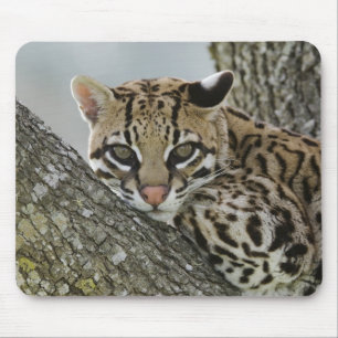 Ocelot, Felis pardalis, captive, female resting 2 Mouse Mat