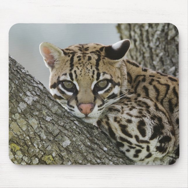 Ocelot, Felis pardalis, captive, female resting 2 Mouse Mat (Front)