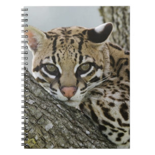 Ocelot, Felis pardalis, captive, female resting 2 Notebook