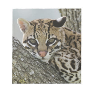 Ocelot, Felis pardalis, captive, female resting 2 Notepad
