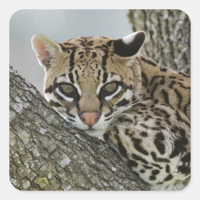Ocelot, Felis pardalis, captive, female resting 2 Square Sticker (Front)