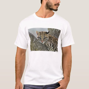 Ocelot, Felis pardalis, captive, female resting 2 T-Shirt