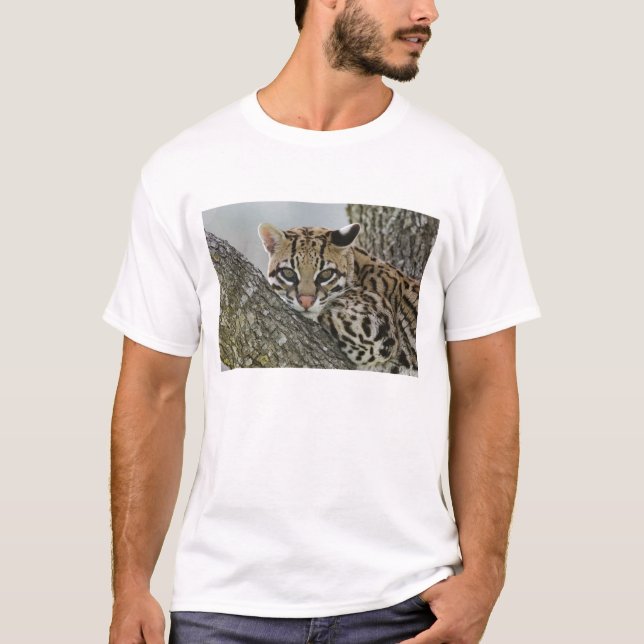 Ocelot, Felis pardalis, captive, female resting 2 T-Shirt (Front)