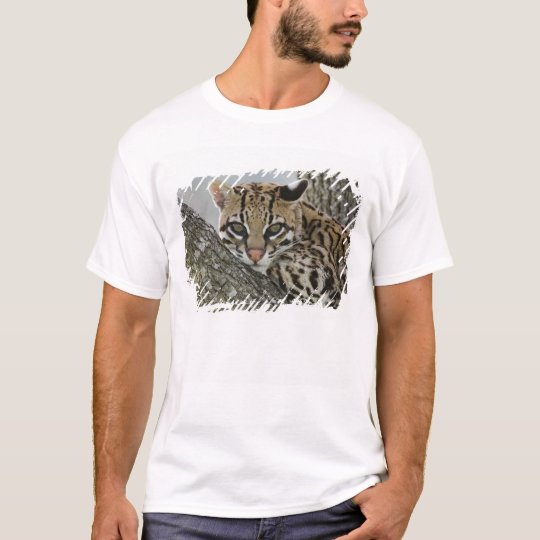 Ocelot, Felis pardalis, captive, female resting 2 T-Shirt