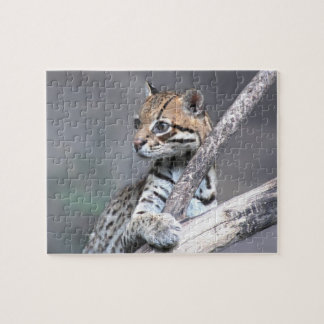 Ocelot Jigsaw Puzzle