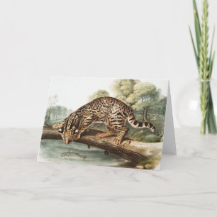 Ocelot, Leopard Cat (Felis pardalis) Illustration Card