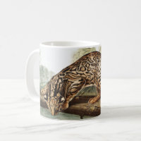 Ocelot, Leopard Cat (Felis pardalis) Illustration