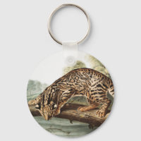 Ocelot, Leopard Cat (Felis pardalis) Illustration