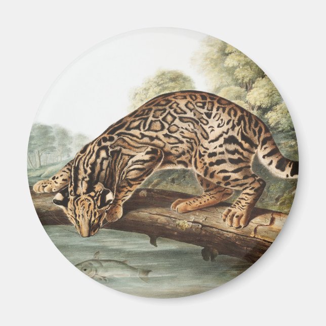 Ocelot, Leopard Cat (Felis pardalis) Illustration Magnet (Front)