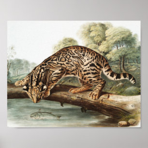 Ocelot, Leopard Cat (Felis pardalis) Illustration Poster