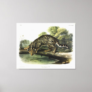 Ocelot, Leopard-Cat (Leopardus pardalis) - Audubon Canvas Print