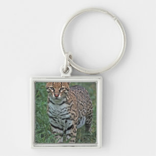 OCELOT Leopardus pardalis) CENTRAL AMERICA Key Ring