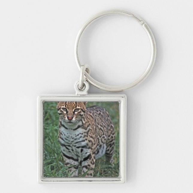 OCELOT Leopardus pardalis) CENTRAL AMERICA Key Ring (Front)