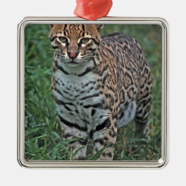 OCELOT Leopardus pardalis) CENTRAL AMERICA Metal Tree Decoration (Front)
