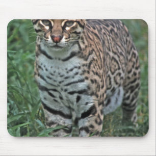 OCELOT Leopardus pardalis) CENTRAL AMERICA Mouse Mat