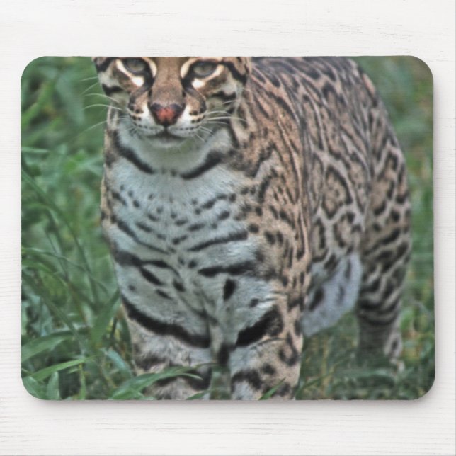 OCELOT Leopardus pardalis) CENTRAL AMERICA Mouse Mat (Front)