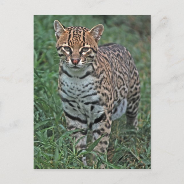 OCELOT Leopardus pardalis) CENTRAL AMERICA Postcard (Front)