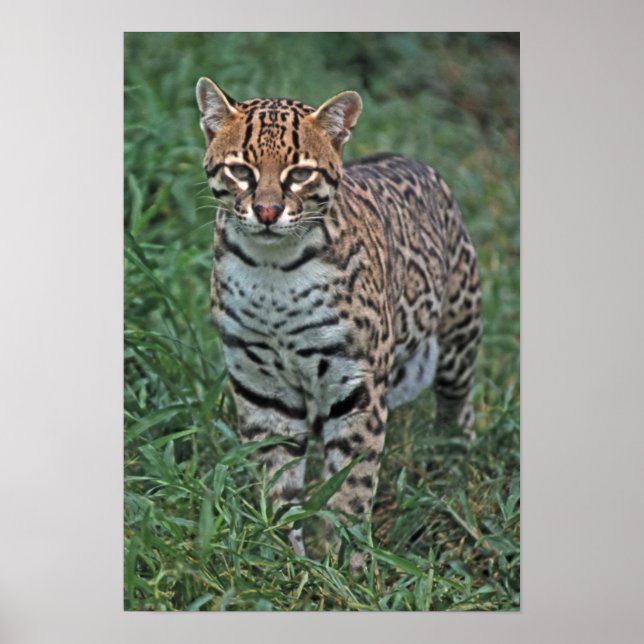 OCELOT Leopardus pardalis) CENTRAL AMERICA Poster (Front)