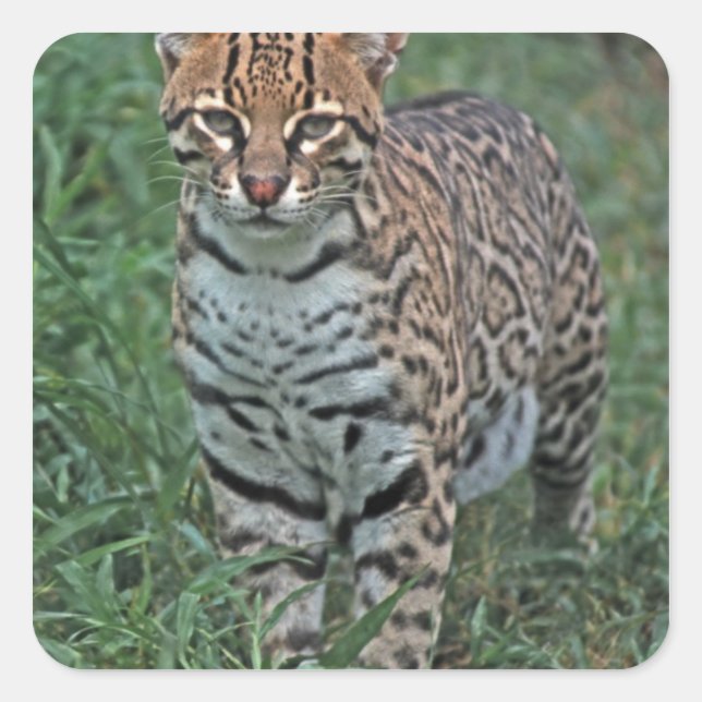 OCELOT Leopardus pardalis) CENTRAL AMERICA Square Sticker (Front)