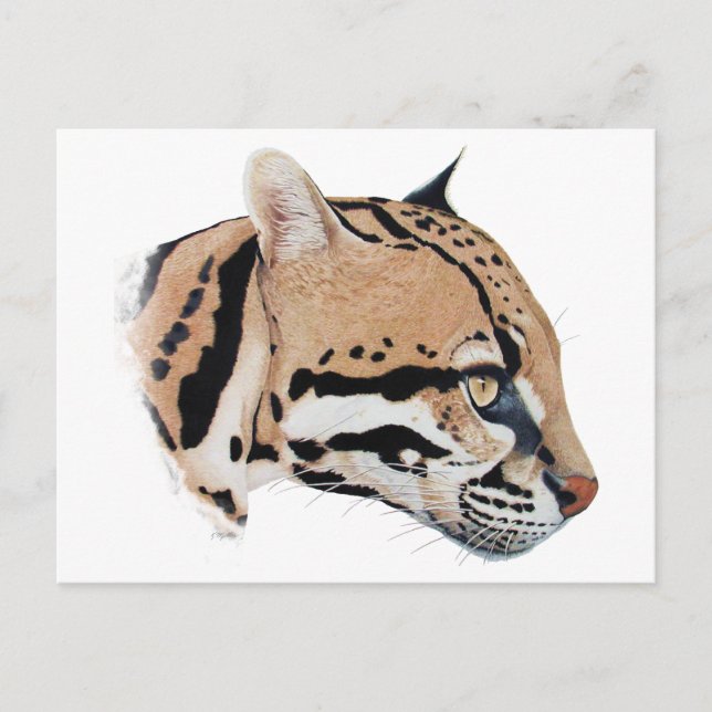 Ocelot Portrait Postcard (Front)