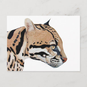 Ocelot Postcard