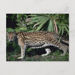 Ocelot Postcard