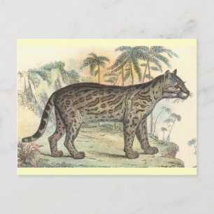 Ocelot (variety) postcard