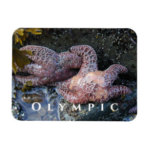 Ochre Sea Star, Tide Pool, Olympic National Park Magnet