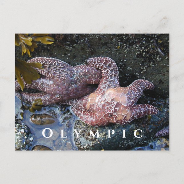 Ochre Sea Stars,Tide Pool, Olympic National Park Postcard (Front)