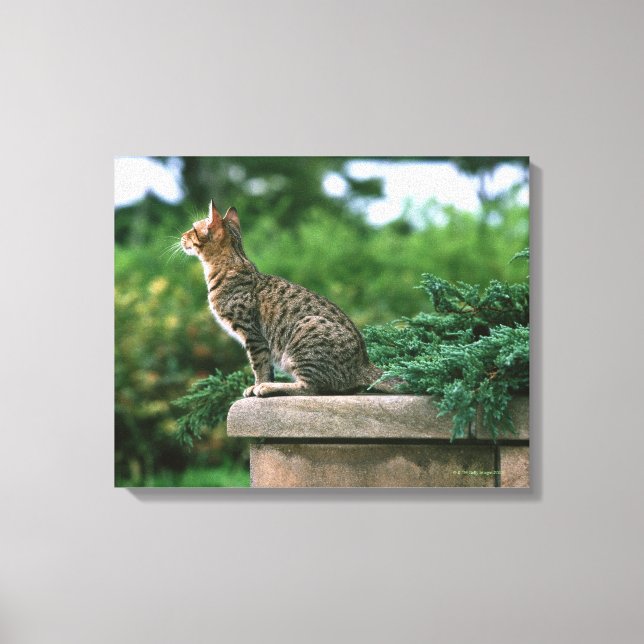 Ocicat 2 canvas print (Front)