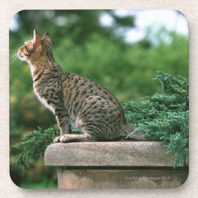 Ocicat 2 coaster (Front)