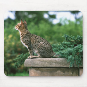 Ocicat 2 mouse mat