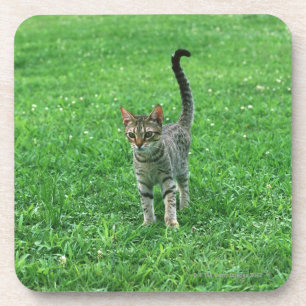Ocicat 3 coaster