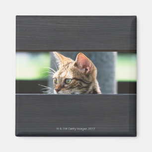 Ocicat 4 magnet