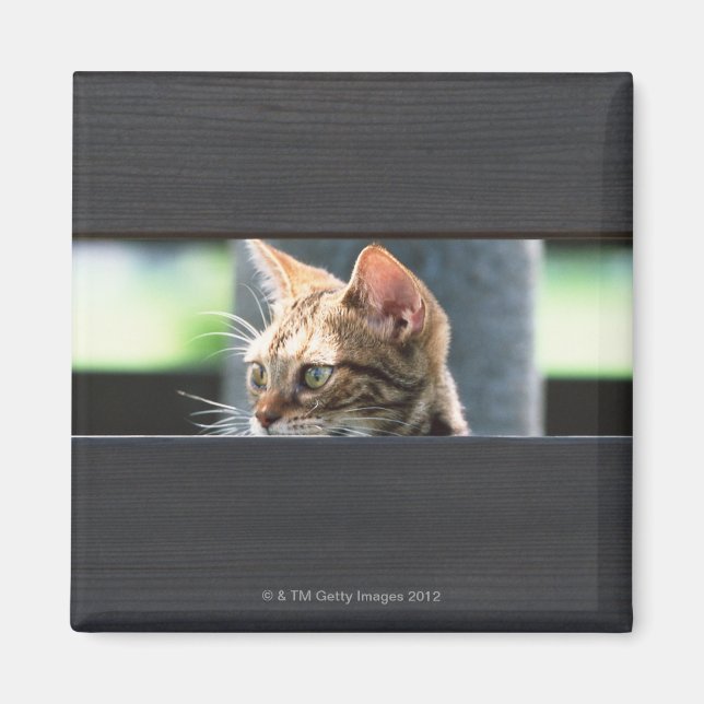 Ocicat 4 magnet (Front)