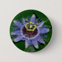 Ocoee flower Passiflora caerulea Passion flower