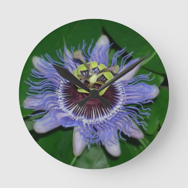 Ocoee flower Passiflora caerulea Passion flower Round Clock (Front)